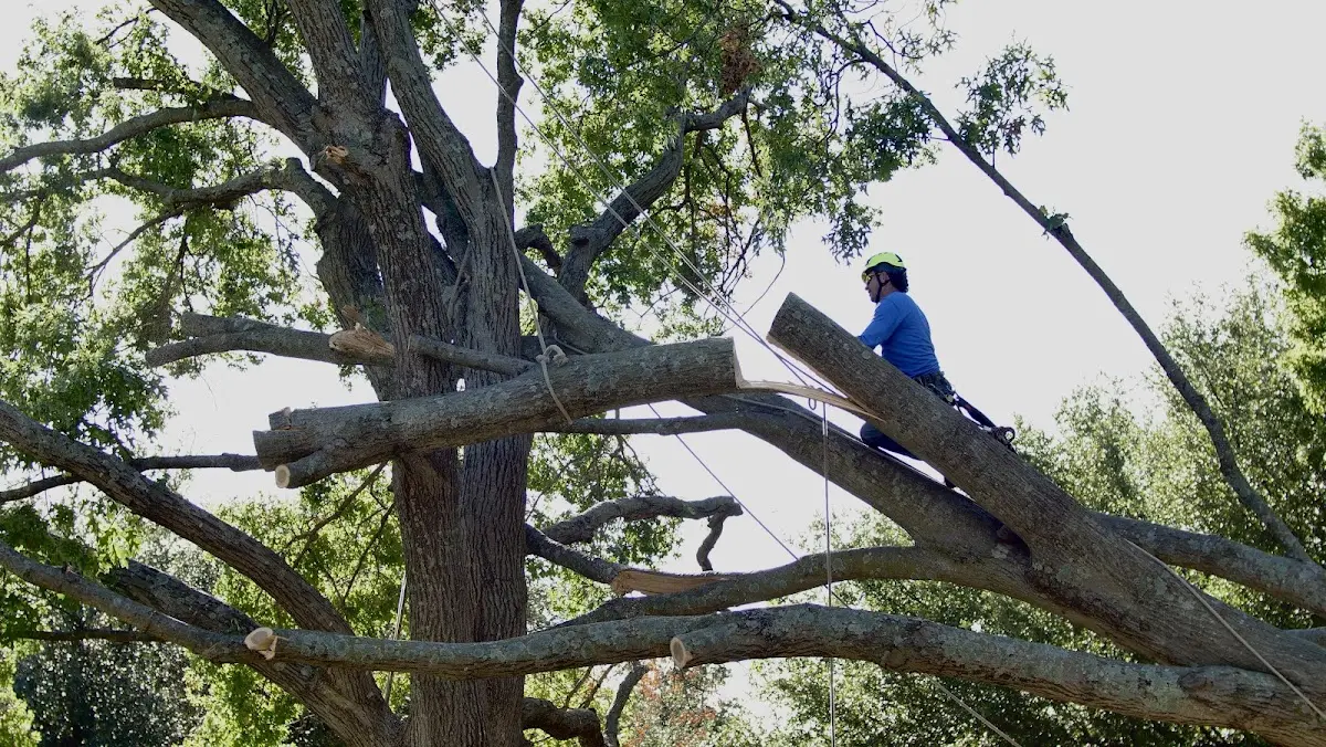 Professional Hazardous Tree Removal performed by certified arborists in Palm Beach