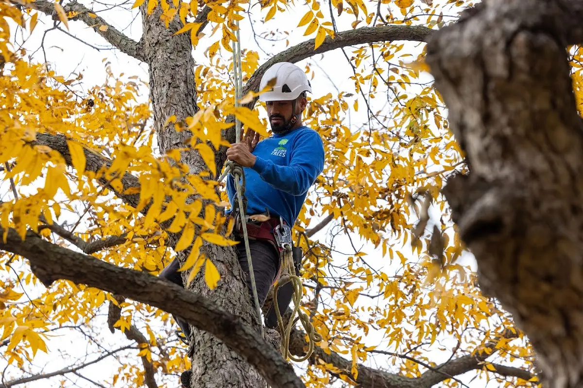 Skilled Dead Tree Removal crew working in Palm Beach